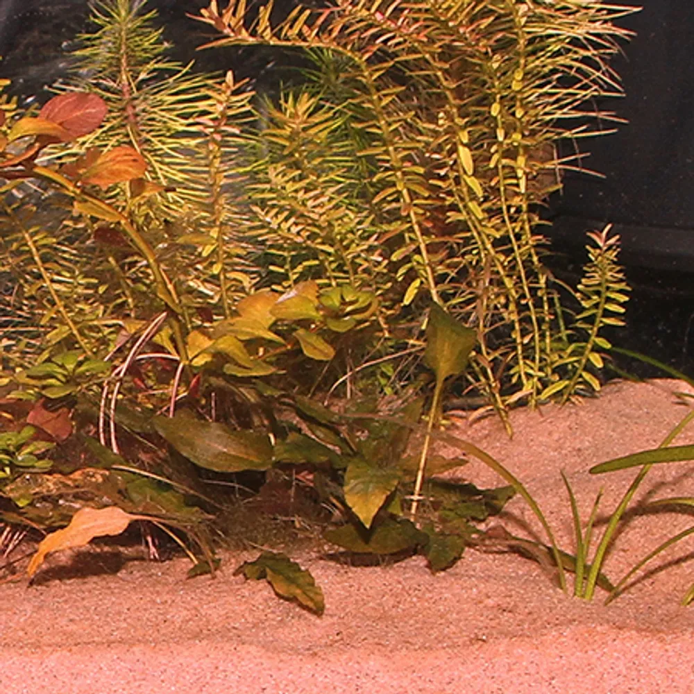 Jbl Sansibar Rød 5 kg Akvariegrus